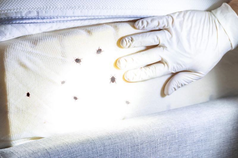 Bed Bug Removal