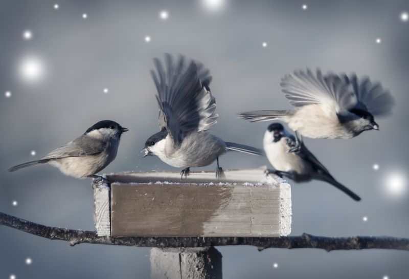 Bird Netting Service