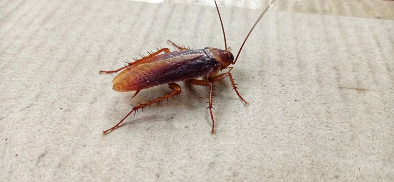 Cockroach Extermination