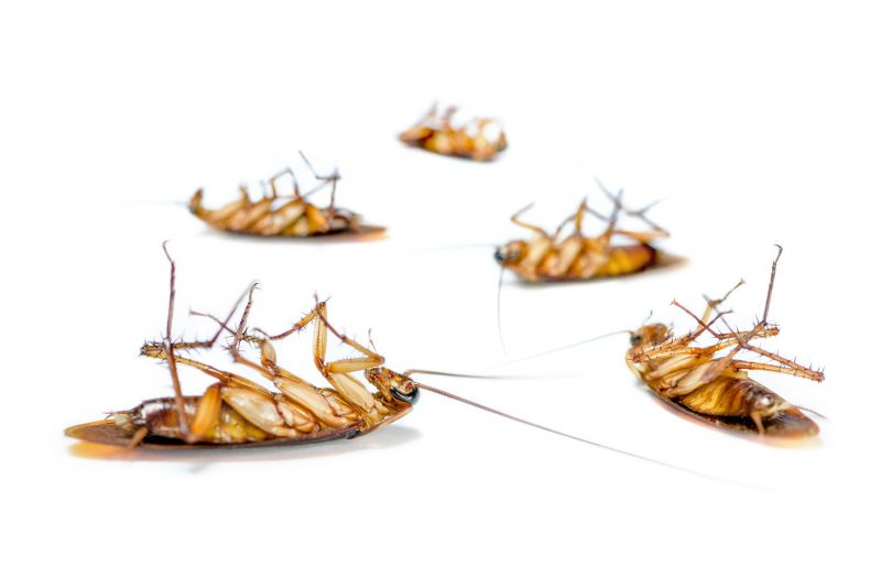 Cockroach Extermination