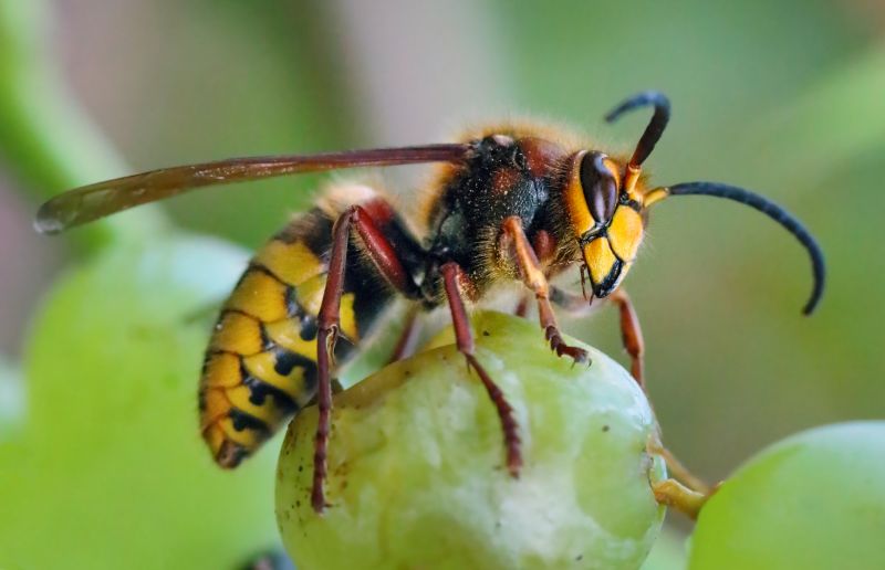 European Hornet Removal