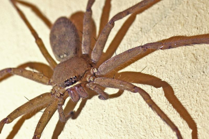 Hobo Spider Removal