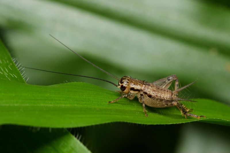 How Professional Cricket Pest Control Works