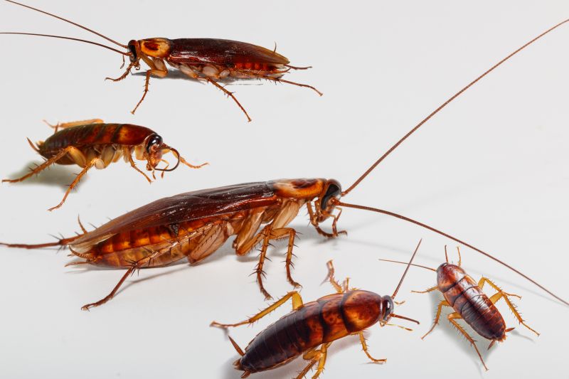 How Roaches Enter Buildings And Spread Quickly