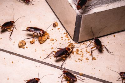 Insect Pests