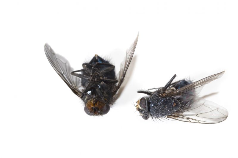 Seasonal Fly And Mosquito Activity And Prevention Strategies