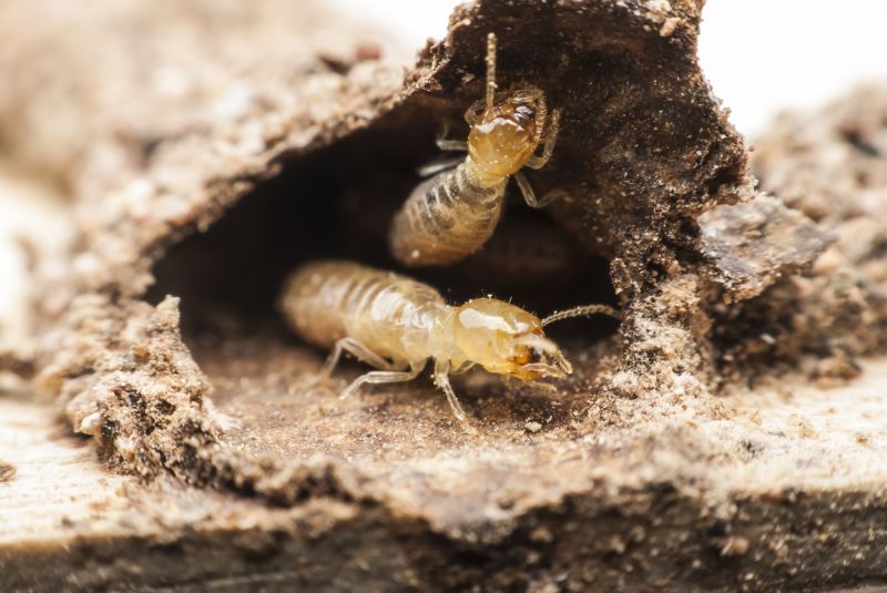 Termite Treatment Service