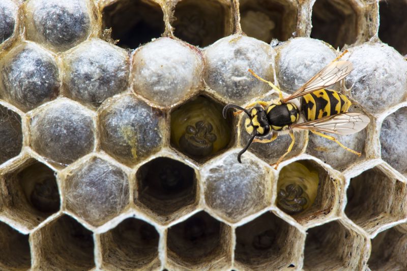 Wasp Removal