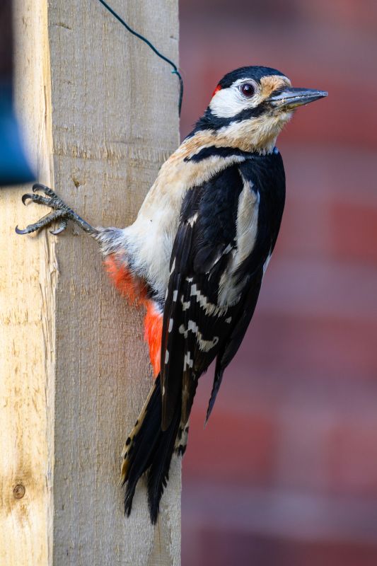 Woodpecker Removal Service