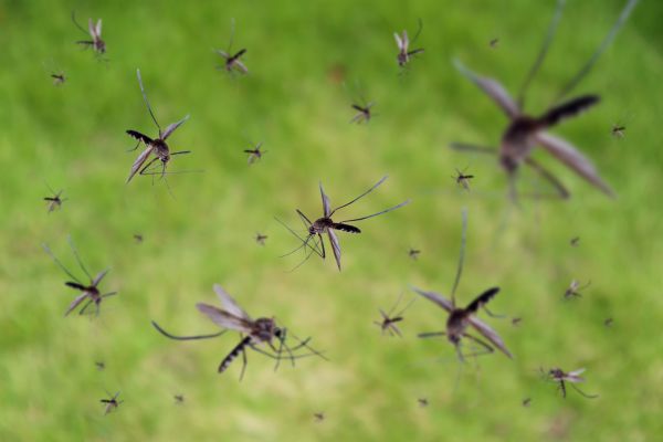 Mosquito Pest Control
