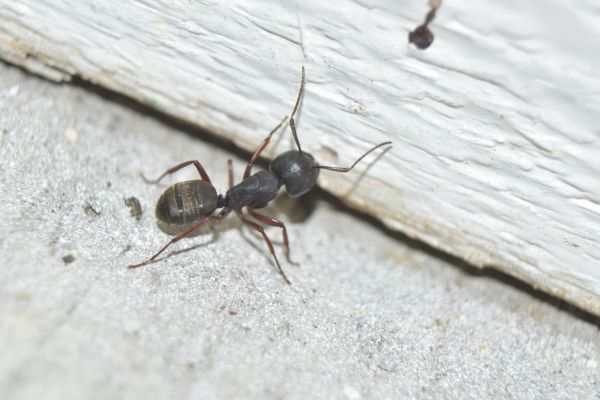 Carpenter Ant Removal