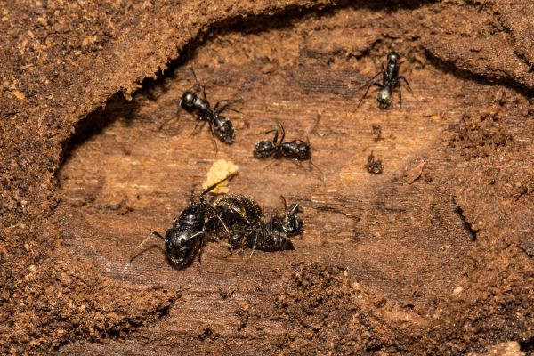 Carpenter Ant Control