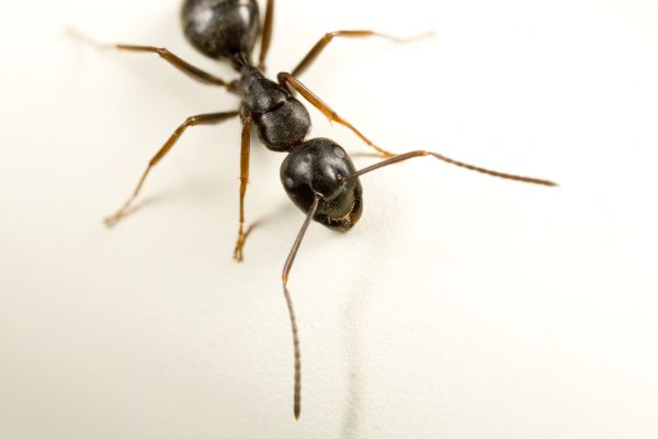 Carpenter Ant Management